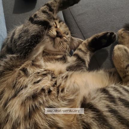 Photo 1/1 Figaro Chat lost in Retiers