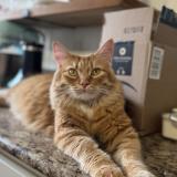 Picture of cat lost at New Berlin