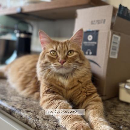 Photo 1/2 Apollo Chat lost in New berlin