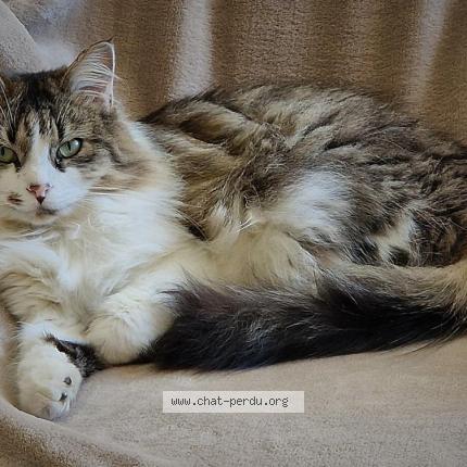 Photo 1/1 Sushi Chat lost in Morlaas