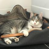 Picture of cat lost at Montauville