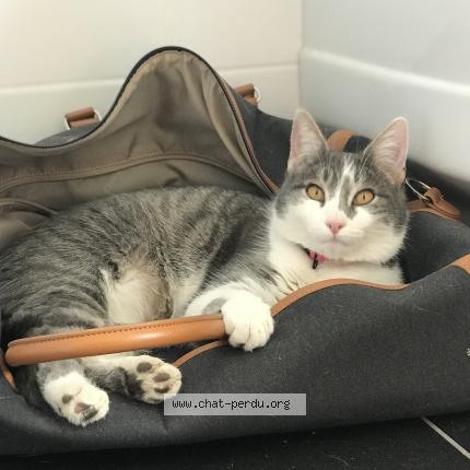 Photo 1/1 Oreo Chat lost in Montauville
