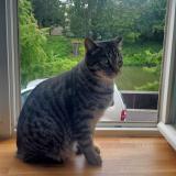 Picture of cat lost at Malzeville