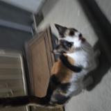 Picture of cat found at Covina