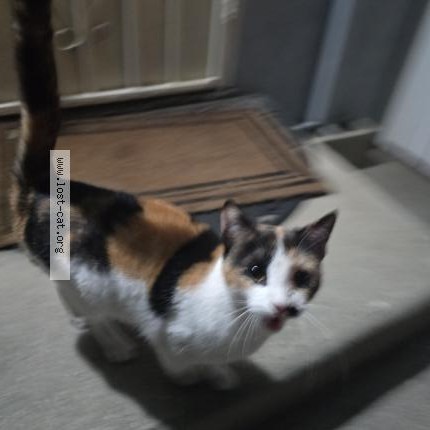 Photo 1/1 Found cat Found in Covina