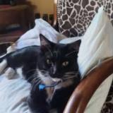 Picture of cat lost at Montpellier