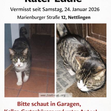 Photo 1/1 Eddie Chat lost in Sohlde