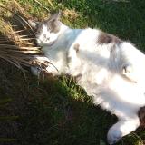 Picture of cat lost at Villeneuve Sur Bellot