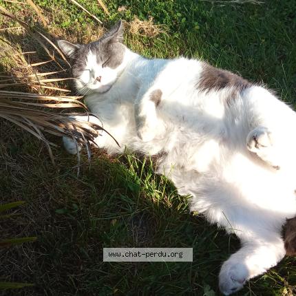 Photo 1/1 Pompon Chat lost in Villeneuve sur bellot
