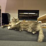 Picture of cat lost at Cavaillon Les Vigneres