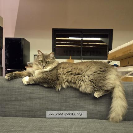 Photo 1/1 Drogo Chat lost in Cavaillon les vigneres