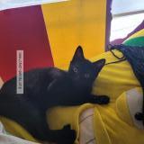 Picture of cat lost at Rosemont