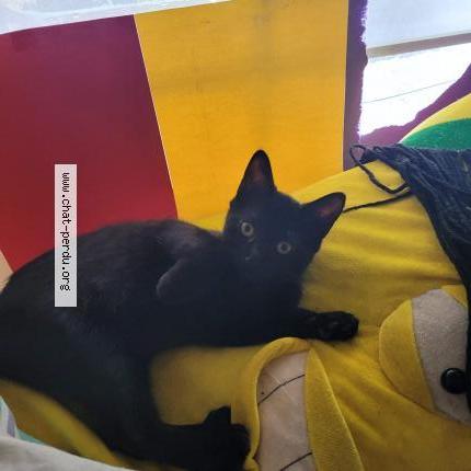 Photo 1/1 Lost Chat lost in Rosemont