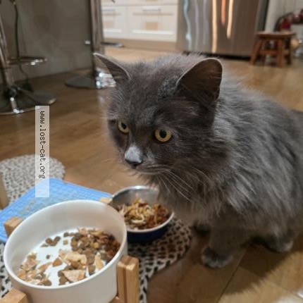 Photo 1/1 Reunited cat Found in Montreal