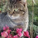 Picture of cat found at La Maurie Saint Brice