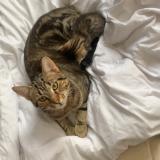 Picture of cat lost at Oberhoffen Sur Moder