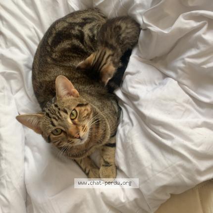 Photo 1/1 Maki Chat lost in Oberhoffen sur moder