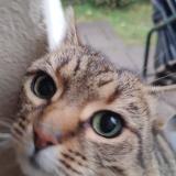 Picture of cat found at Saint Maur Des Fosses