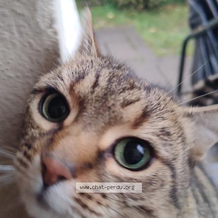 Photo 1/1 Found cat Found in Saint maur des fosses