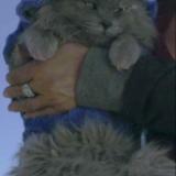 Picture of cat lost at Helendale