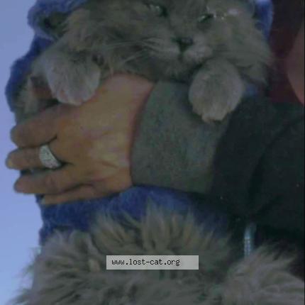 Photo 1/1 Lil' Man Chat lost in Helendale