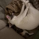 Picture of cat lost at Eugene