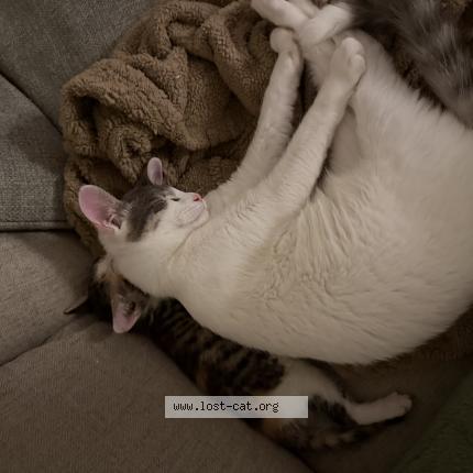 Photo 1/1 Cottonball Chat lost in Eugene