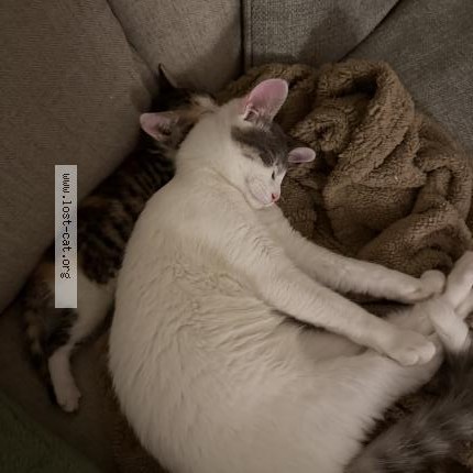 Photo 1/1 Cottonball Cat lost in Eugene