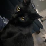 Picture of cat lost at Tampa