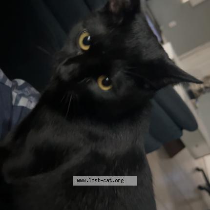 Photo 1/1 Misu Chat lost in Tampa