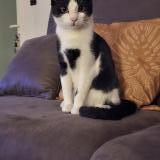 Picture of cat lost at Mont Sainte Aldegonde