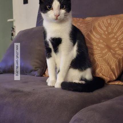 Photo 1/1 Figaro Chat lost in Mont sainte aldegonde