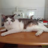 Picture of cat lost at Vaulx En Velin