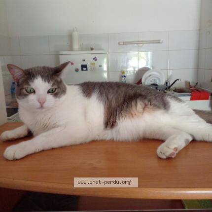 Photo 1/1 pinprenelle Chat lost in Vaulx en velin