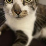 Picture of cat lost at West Warwick