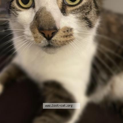 Photo 1/1 Meatloaf Chat lost in West warwick