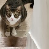 Picture of cat lost at Montreuil