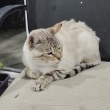 Picture of cat lost at Boisdon