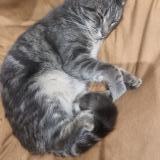 Picture of cat lost at Vaulx En Velin