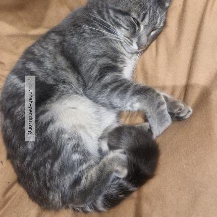 Photo 1/1 Cookie Chat lost in Vaulx en velin