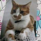 Picture of cat lost at Courrieres