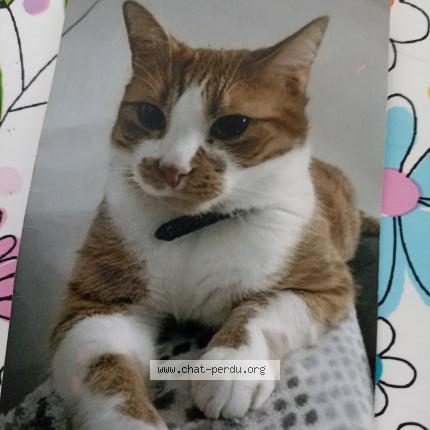 Photo 1/1 Filou Chat lost in Courrieres