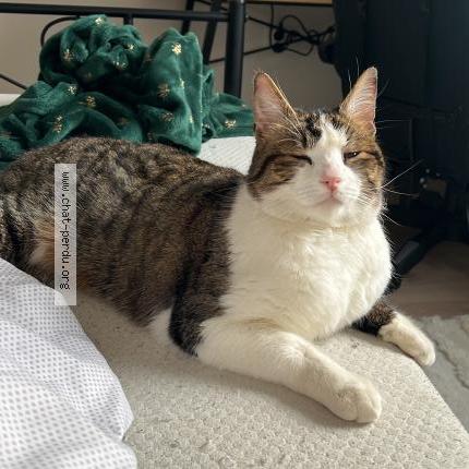 Photo 1/1 Cleo Chat lost in Amiens