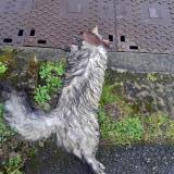 Picture of cat found at Chantraine