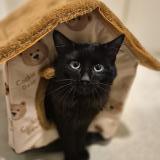 Picture of cat found at Sartrouville