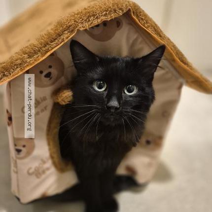 Photo 1/4 Found cat Found in Sartrouville