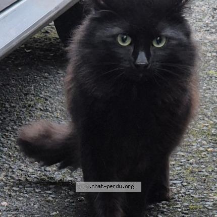 Photo 2/4 Found cat Found in Sartrouville