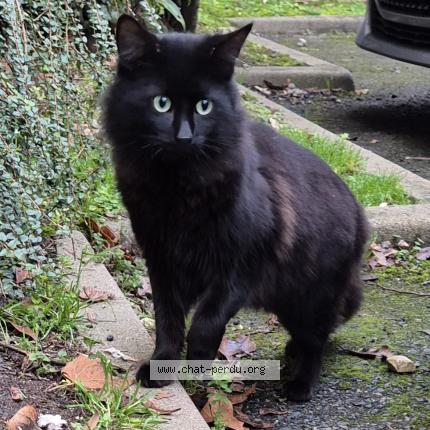 Photo 3/4 Found cat Found in Sartrouville