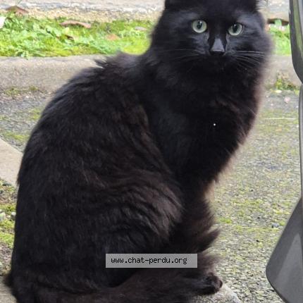Photo 4/4 Found cat Found in Sartrouville
