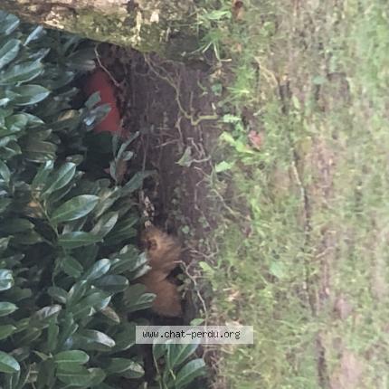 Photo 2/3 Found cat Found in Rouen